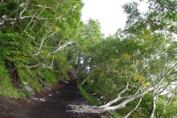 Forest at the base of Mount Fuji. 