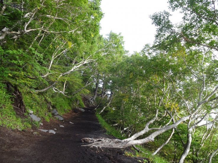 Forest at the base of Mount Fuji. 