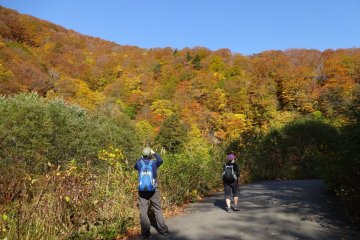 Shirakami Sanchi in autumn. 