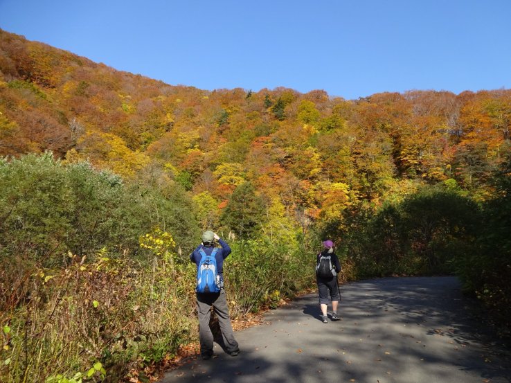 Shirakami Sanchi in autumn. 