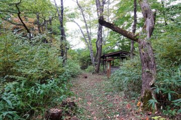 Rest area along a forest trail in the Kizo Valley. 