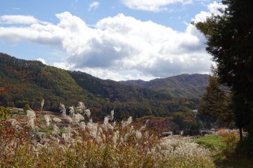 Autumn forests in Kumano. 