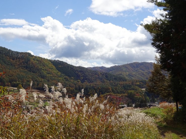 Autumn forests in Kumano. 