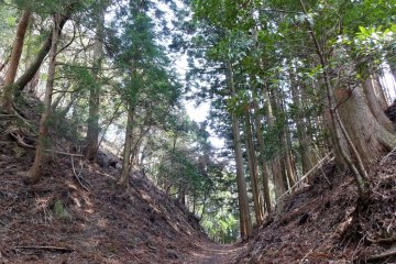Mixed forest along the Kumano Kodo pilgrimage trail. 
