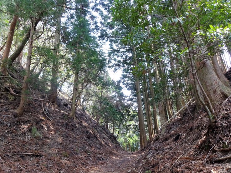Mixed forest along the Kumano Kodo pilgrimage trail. 