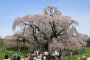 Miharu Takizakura in Bloom