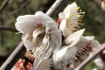Hanami, watching ume, in Tanabe