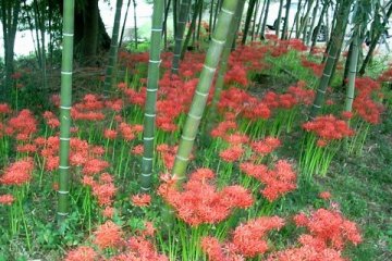 <p>Some bamboo trees in between</p>