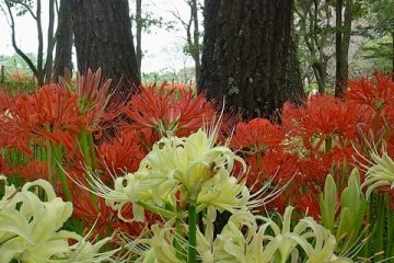 <p>Some white species for a change</p>