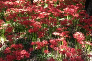 <p>One just cannot get enough of the contrast between the red and green colours</p>