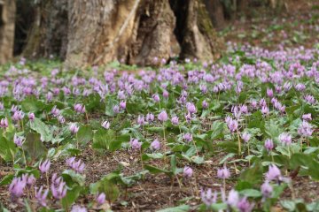 Dogtooth Violets at Katakuri no Sato