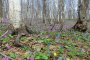 Dogtooth Violets at Totsushozan