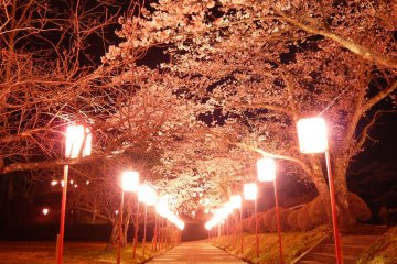 Mamurogawa Plum Festival