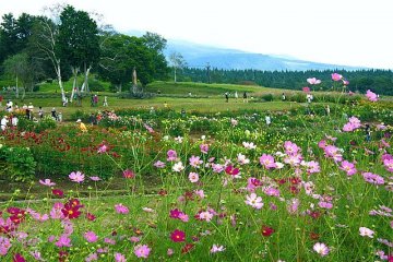 Cosmos Season at the Kurohime Plateau
