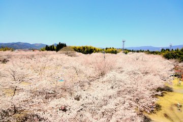 Tadamoto Park Cherry Blossom Festival