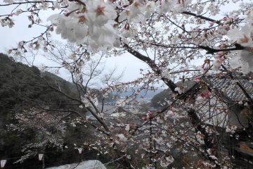 Makino Park is a delight in spring