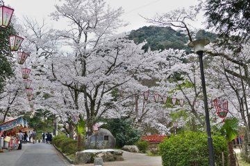 Cherry Blossoms at Tottori's Utsubuki Park