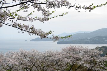 The Yunoko Cherry Line in Kumamoto