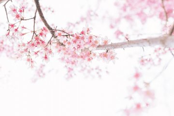 5 of Shikoku's Top Cherry Blossom Spots