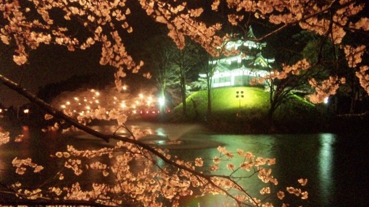 Takada Castle at night during sakura season