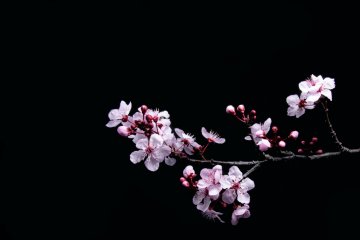 5 of Chubu's Top Cherry Blossom Spots