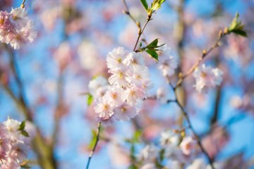 5 of Chugoku's Top Cherry Blossom Spots 