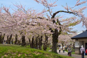 5 of Hokkaido's Top Cherry Blossom Spots