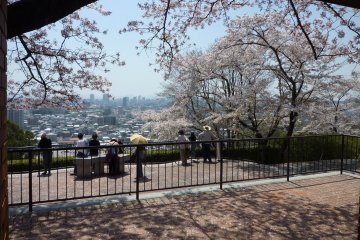 Sakura Season at Handayama Botanical Garden