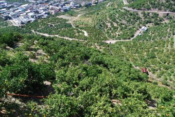 Small roads lead up the orchards, wide enough for the farmers' K-trucks to pass