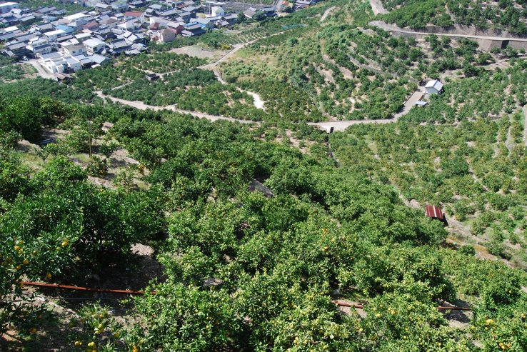 Small roads lead up the orchards, wide enough for the farmers' K-trucks to pass