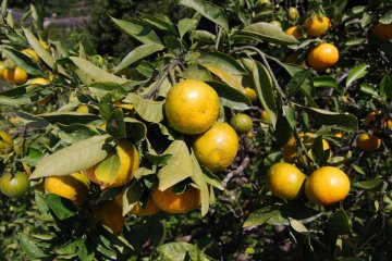 Unshu Arida Mikan almost ripe and ready for harvest