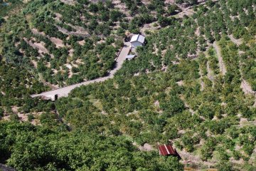 Mikan orchards on terraced hills in Arida