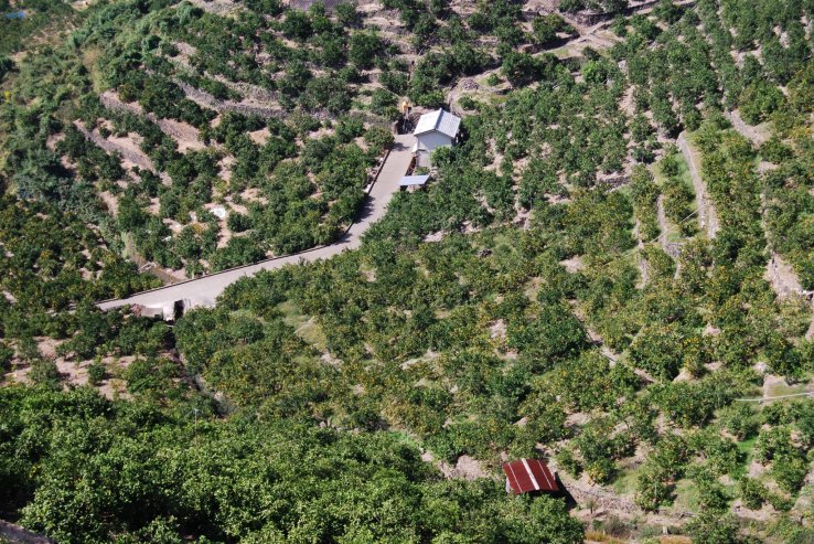 Mikan orchards on terraced hills in Arida