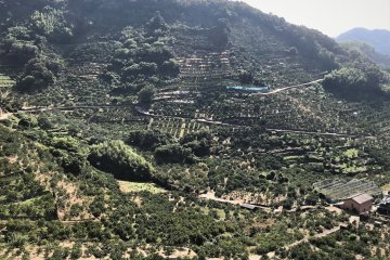 Slopes are quite steep at the Arida mikan orchards