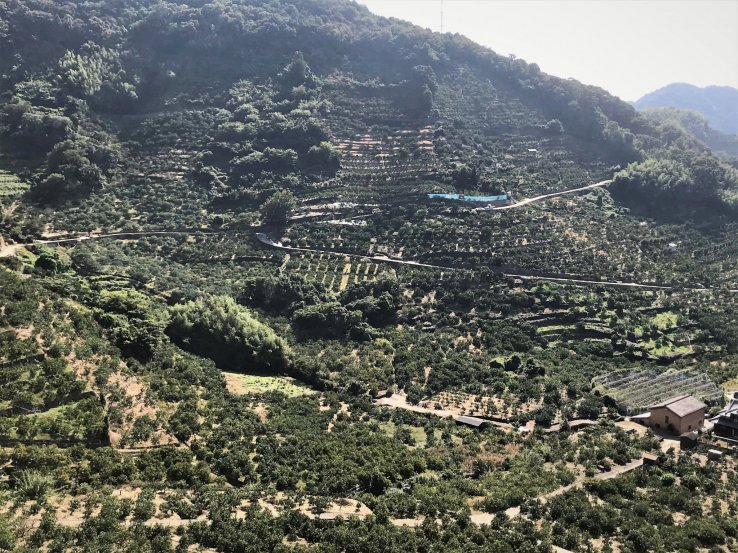 Slopes are quite steep at the Arida mikan orchards
