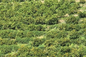 Picking mikan here is hard work but a monorail helps to transport boxes to the road
