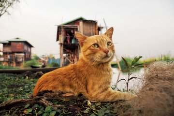 Mitsuaki Iwago Photographic Exhibition 2021