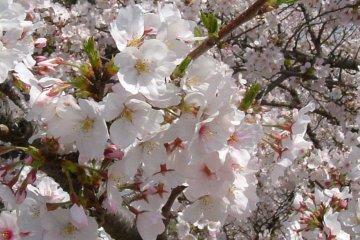Cherry blossom season is a spring highlight at Ehime's Nanrakuen Garden