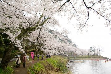 Sakura Season at Kaizu Osaki