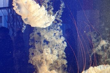 Jellyfish aquarium inside Katase Enoshima station 