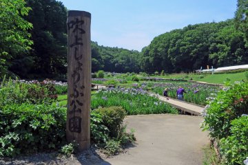Fukiage Iris Festival