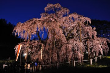 Japan's Five Great Cherry Blossoms