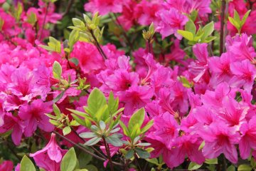 5 Awesome Azalea Destinations in Japan