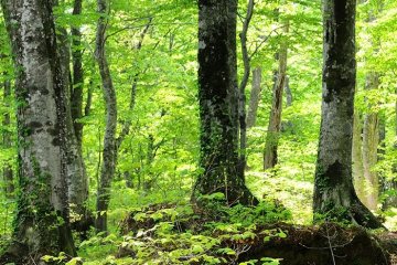 The sublime forests