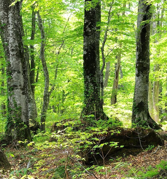 The sublime forests
