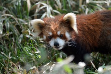 Hamura Zoo