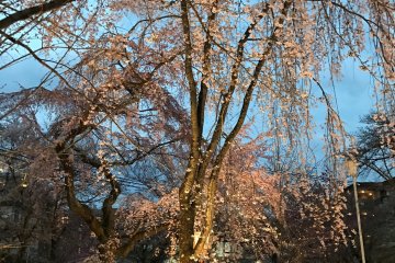 Cherry trees here are illuminated at dark. 