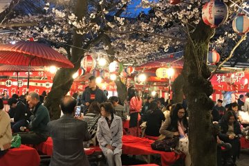 The party under the cherry trees is in full swing after dark. 