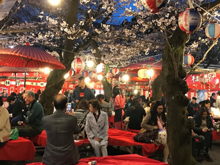 The party under the cherry trees is in full swing after dark. 