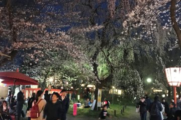 Walking through the garden and enjoying the illuminated sakura trees. 